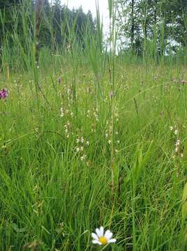 Imagem de Epipactis palustris (L.) Crantz