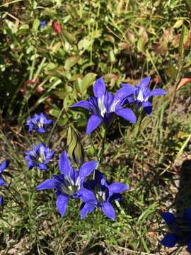 Image of pine barren gentian