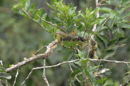 Image of Brown-capped Tyrannulet