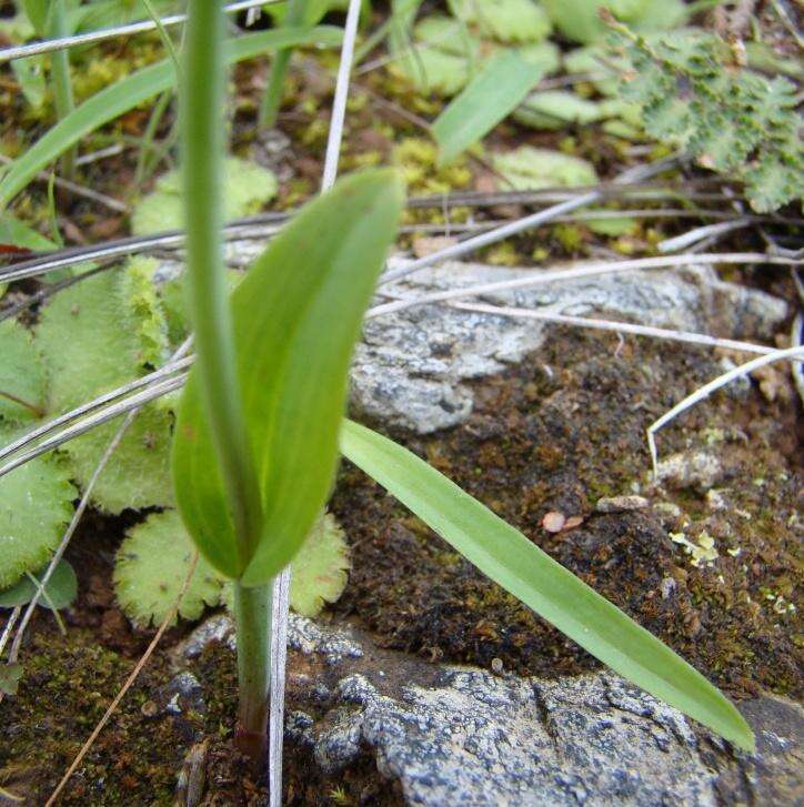 Image de Pterygodium platypetalum Lindl.