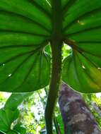 Imagem de Philodendron pterotum K. Koch & Augustin