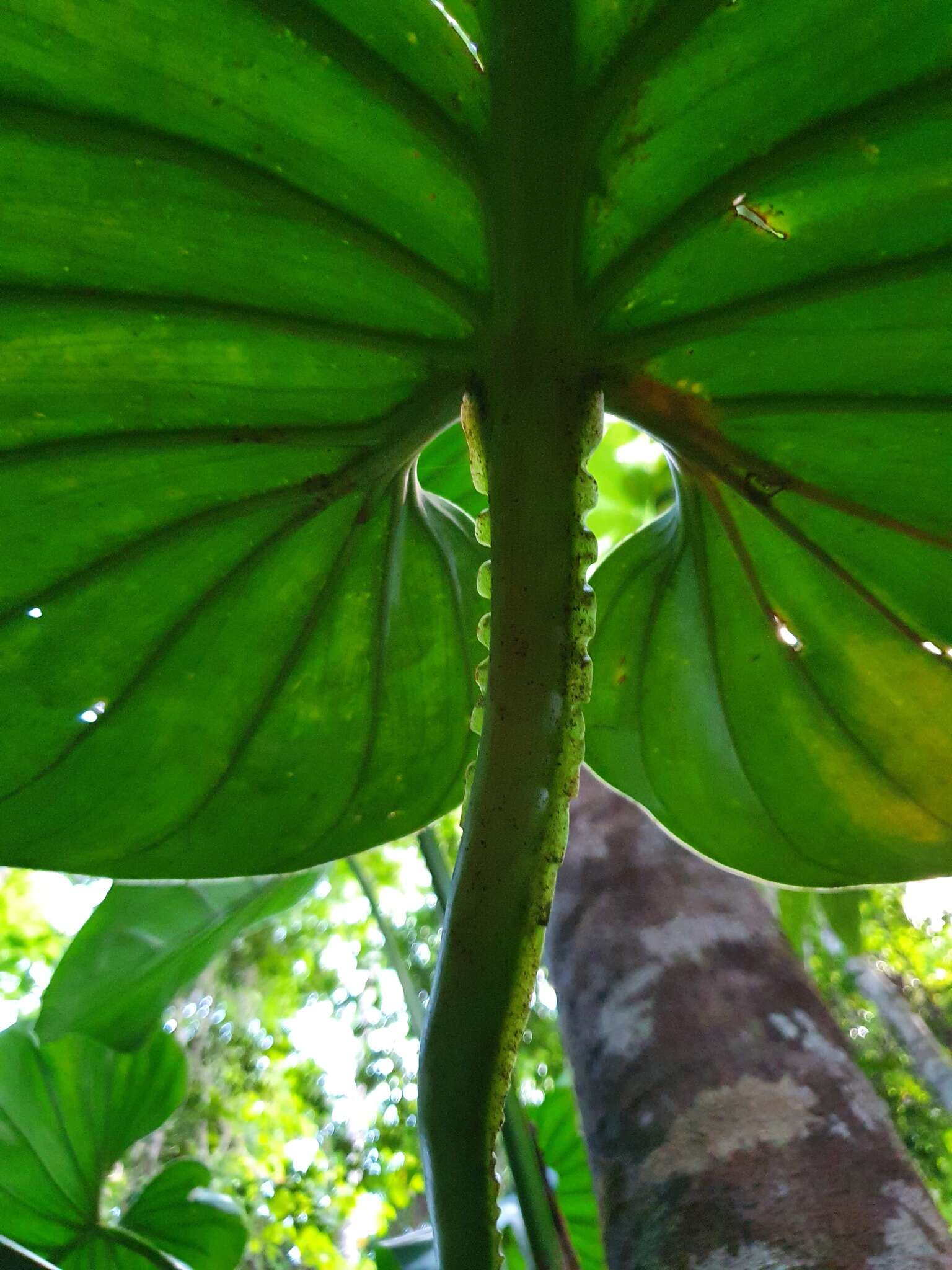 Image of Philodendron pterotum K. Koch & Augustin