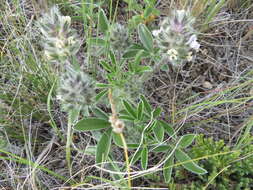 Image of large Indian breadroot