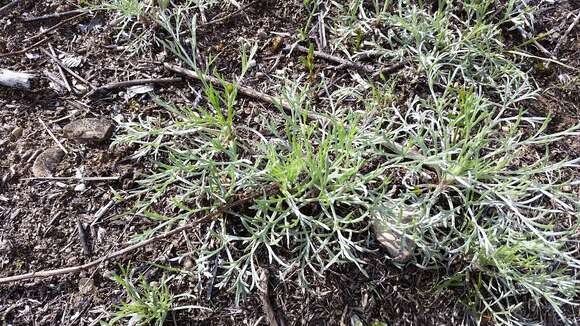 Image of field sagewort