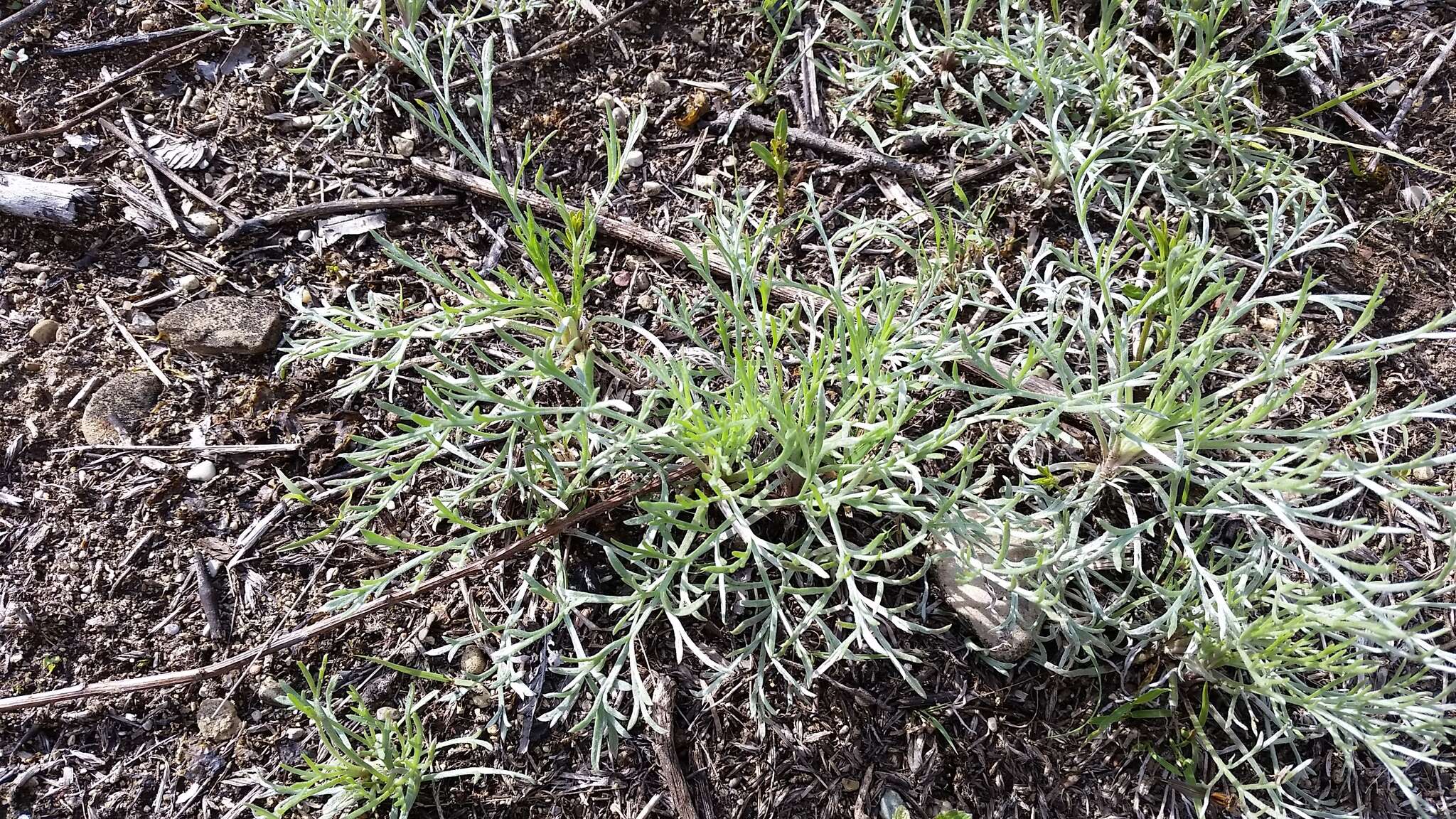 Image of field sagewort