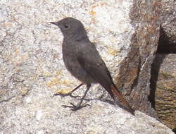 Image of Black Redstart