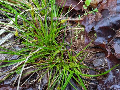 Imagem de Carex tonsa var. rugosperma (Mack.) Crins