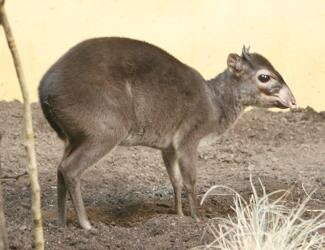 Image of Maxwell's Duiker