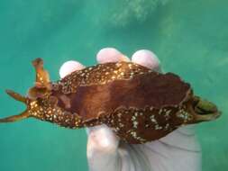 Image of banded sea hare