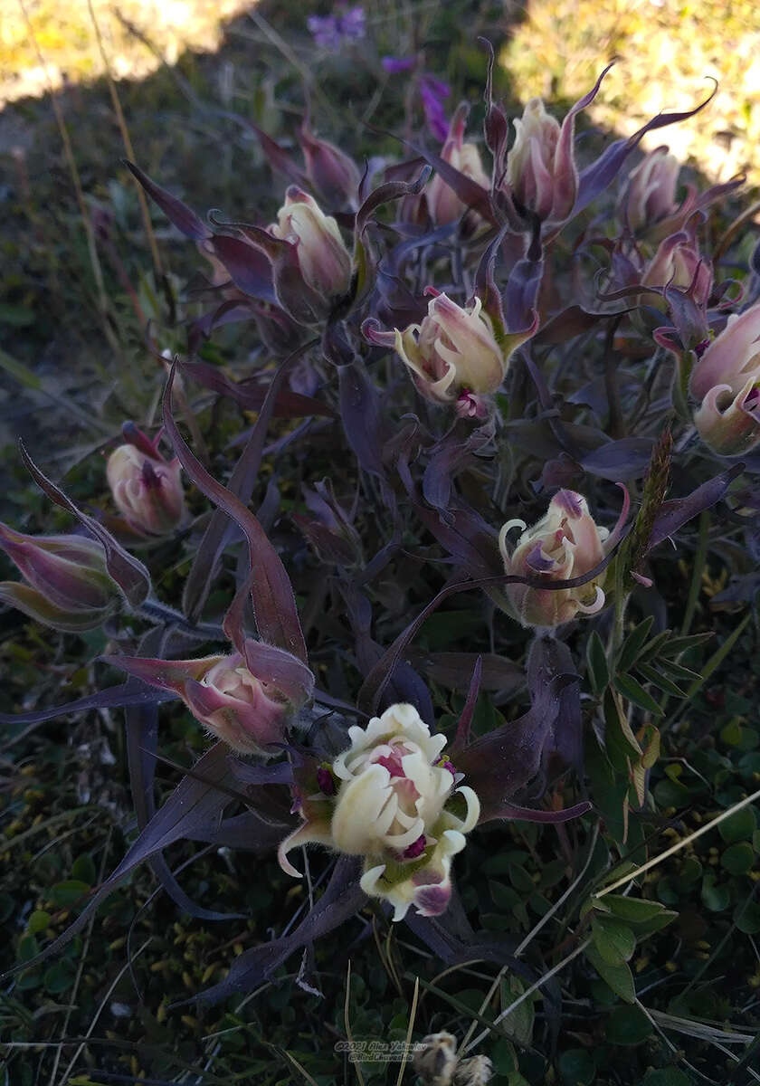 Image of Castilleja arctica Krylov & Sergievsk.