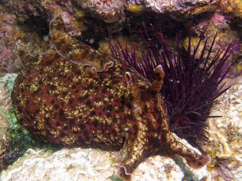 Image of California sea hare