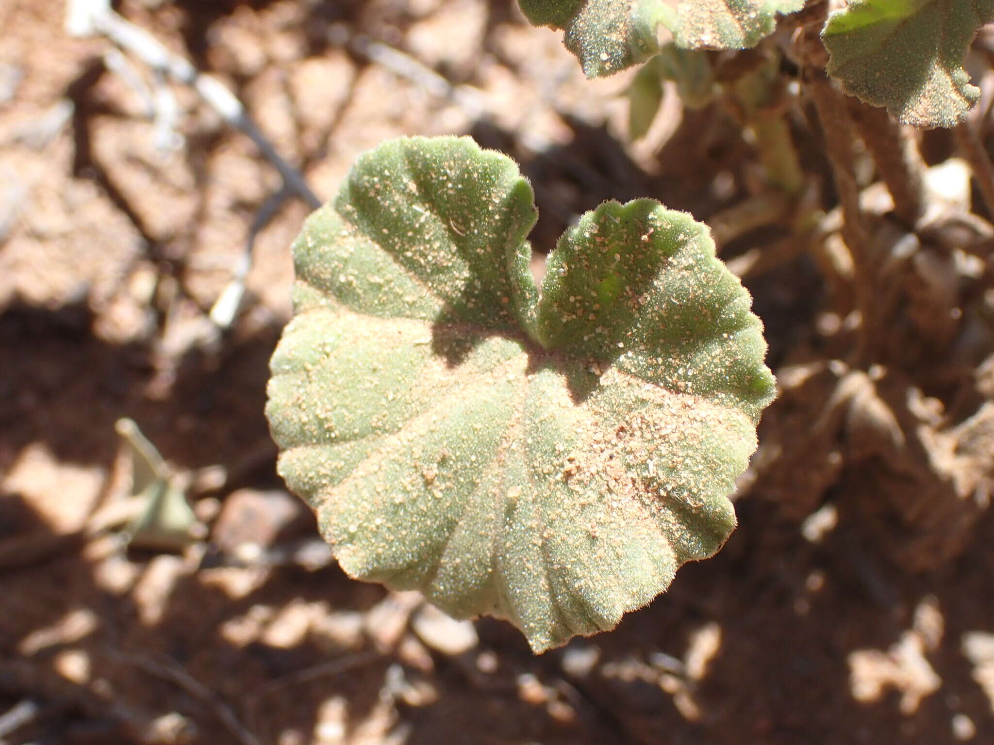 Image of Pelargonium worcesterae Knuth