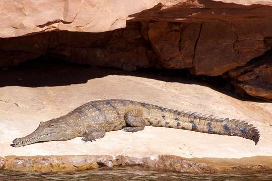 Image of Australian Freshwater Crocodile