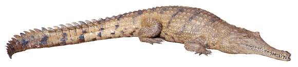 Image of Australian Freshwater Crocodile