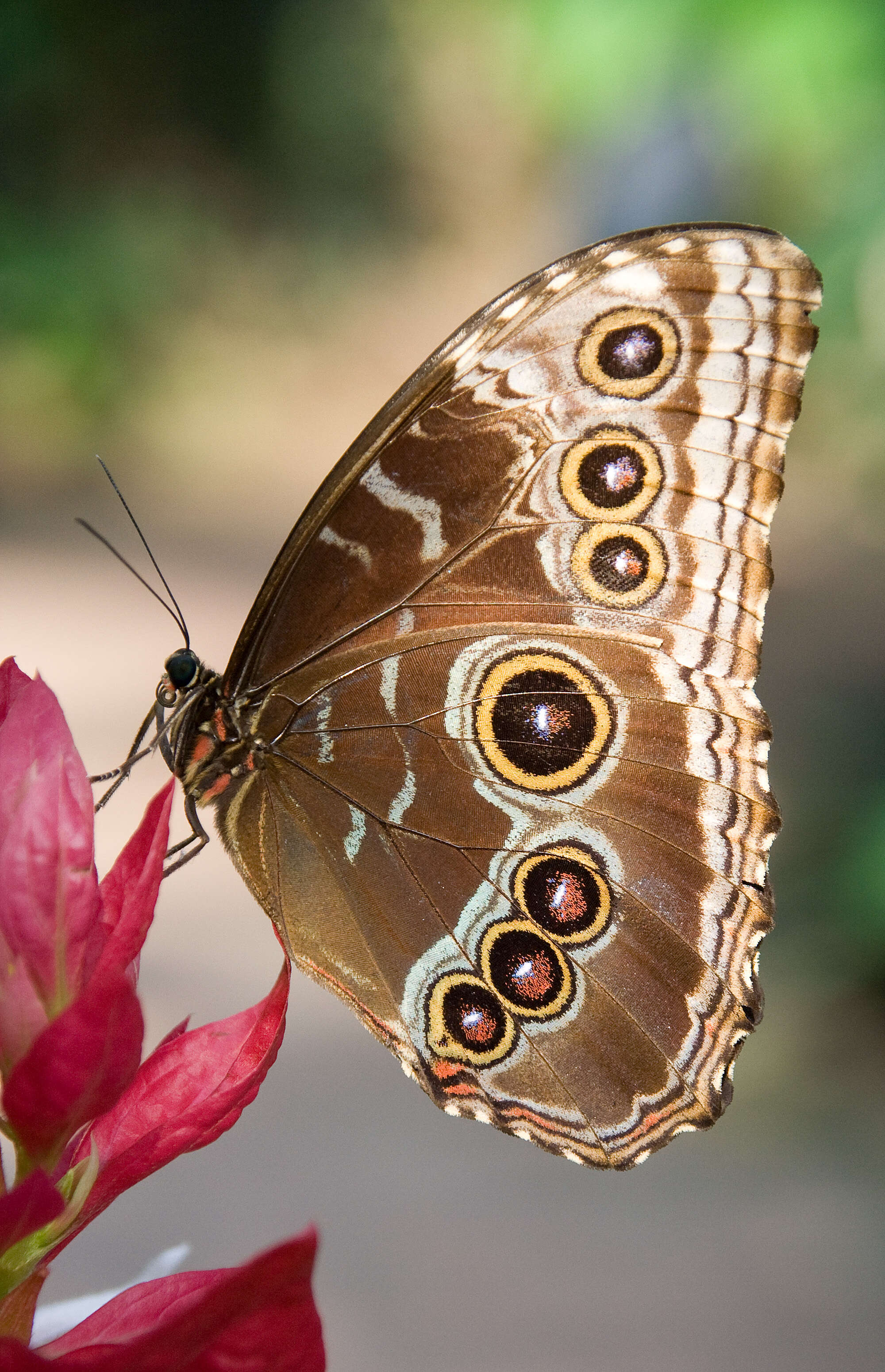 Imagem de Morpho peleides Kollar 1850