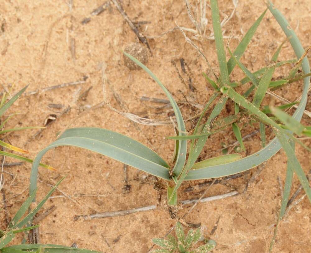 Image of plains yucca