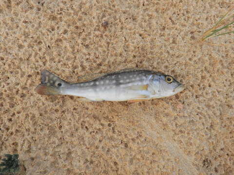 Image de Cichla temensis Humboldt 1821