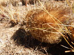 Image of Common Tenrec