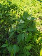 Plancia ëd Physalis acutifolia (Miers) Sandwith