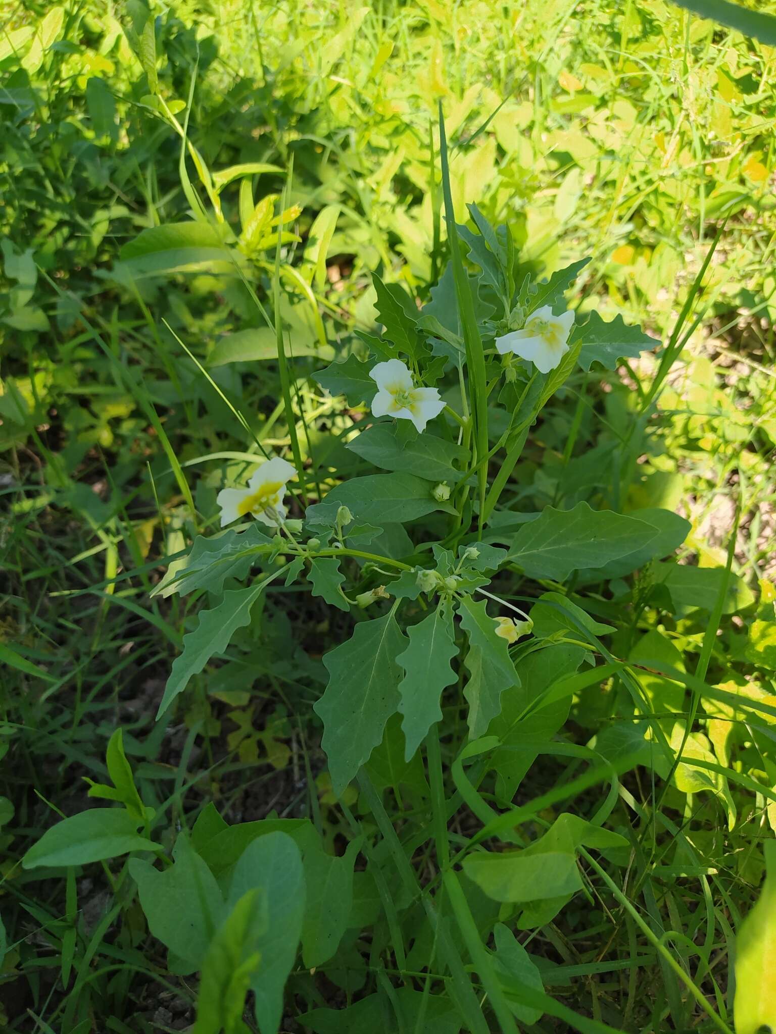 Plancia ëd Physalis acutifolia (Miers) Sandwith