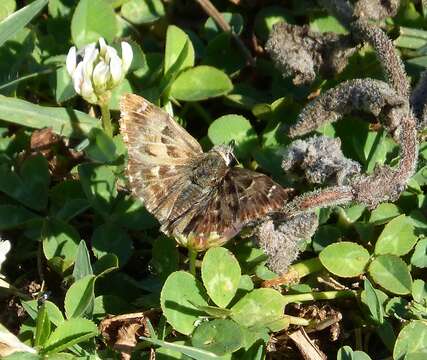 Image of Mallow Skipper