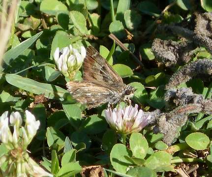 Image of Mallow Skipper