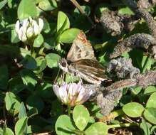 Image of Mallow Skipper