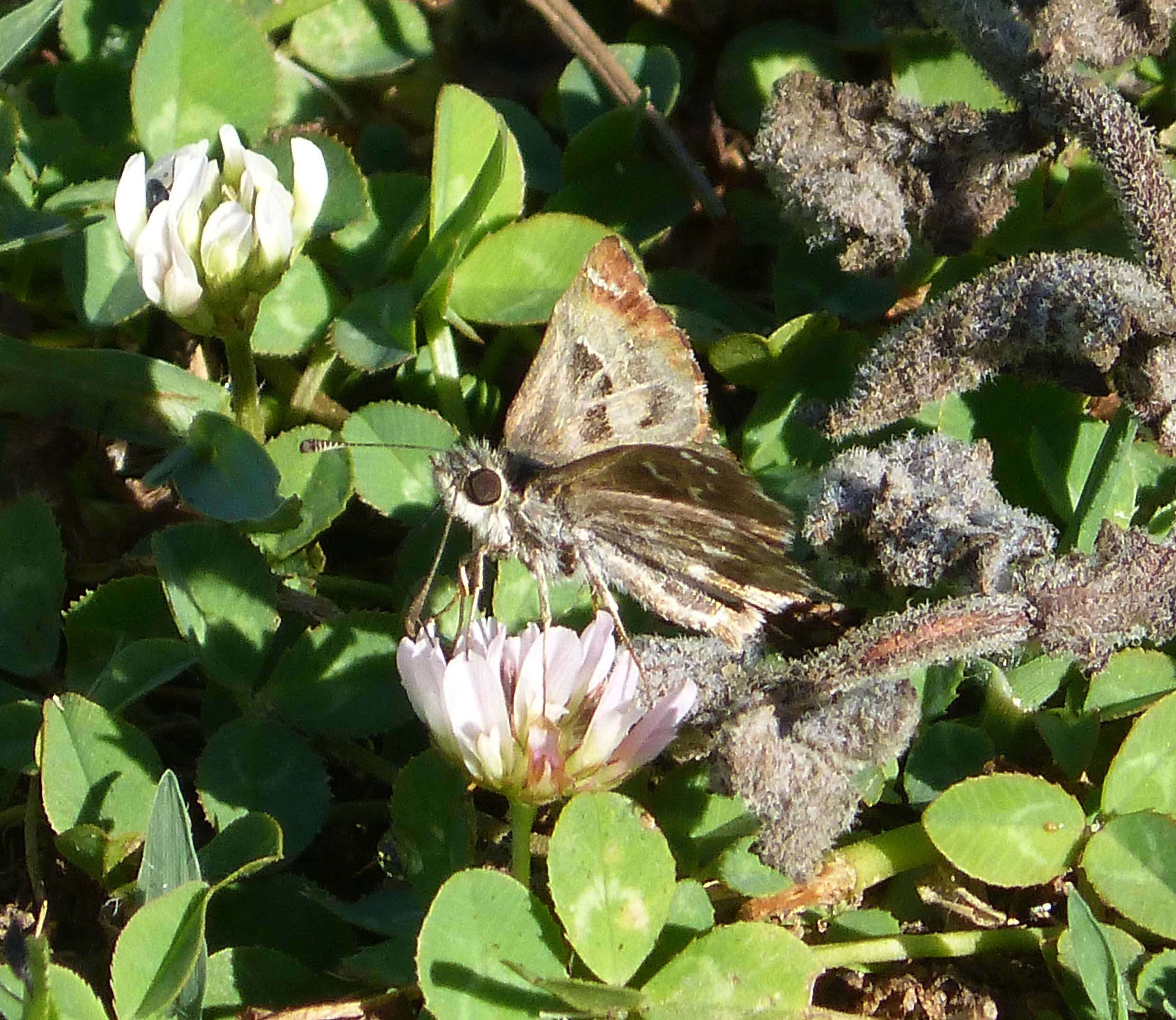 Image of Mallow Skipper