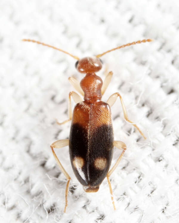 Image of Antlike flower beetle