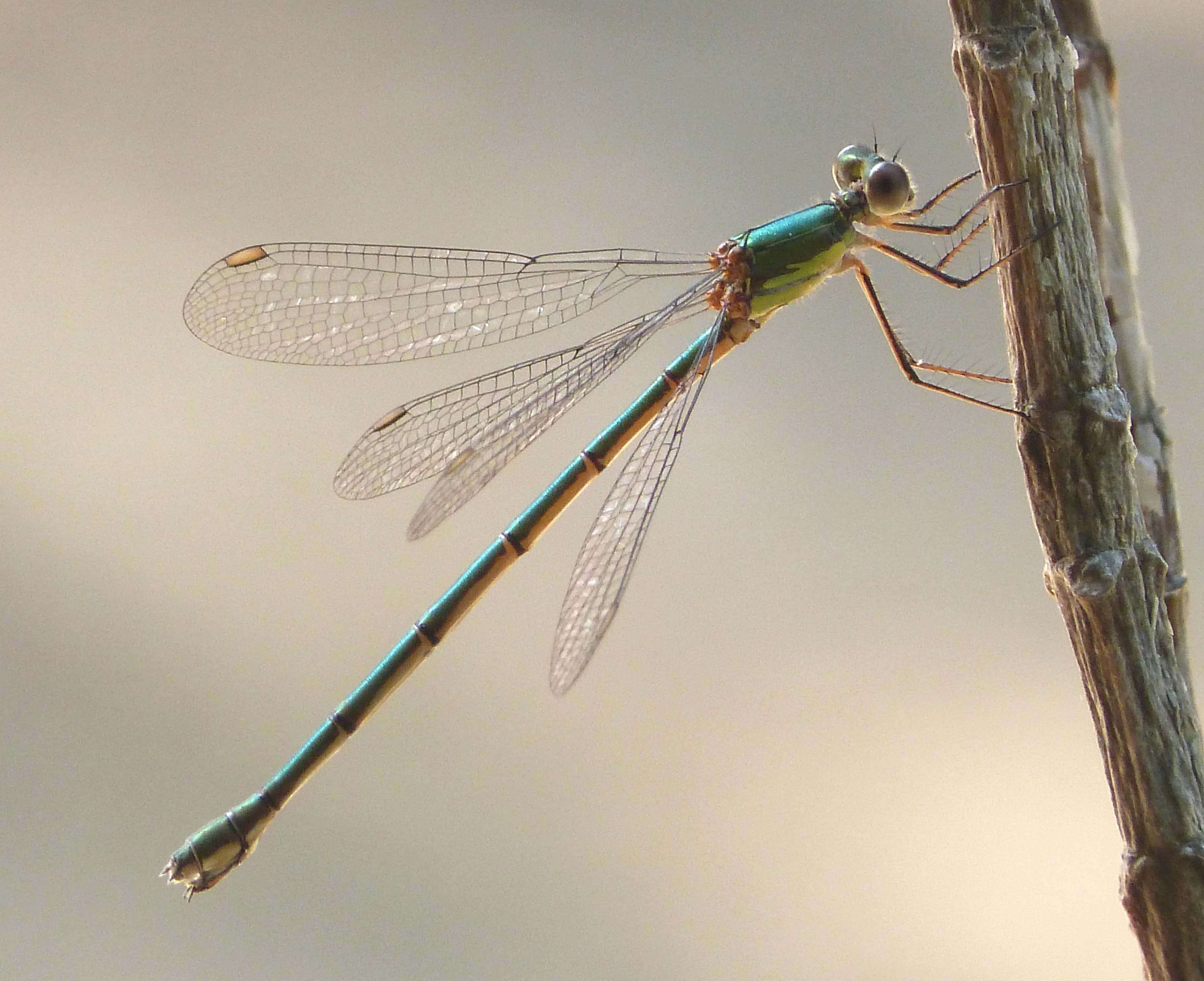 Image of Chalcolestes Kennedy 1920