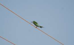 Image of Blue-cheeked Bee-eater