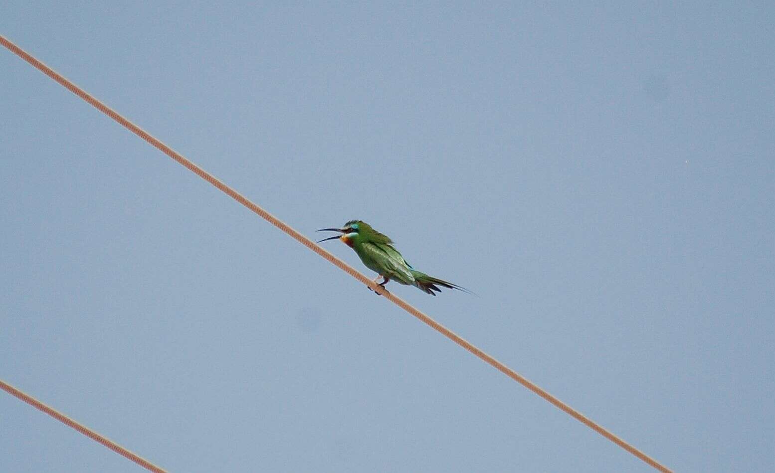 Image of Blue-cheeked Bee-eater