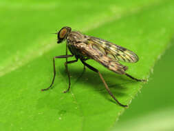 Image of Common Snipe Fly