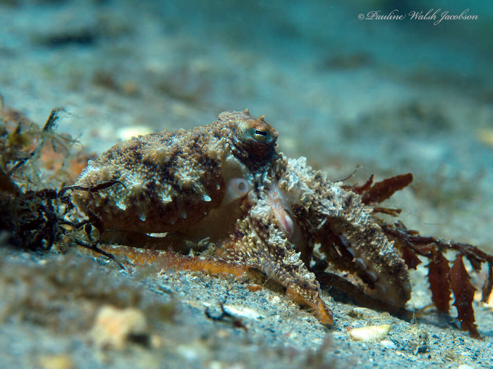 Imagem de Macrotritopus Grimpe 1922