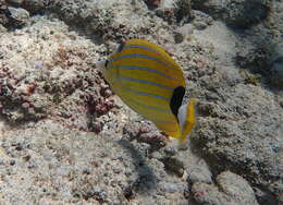 Image of Blue-lined Butterfly