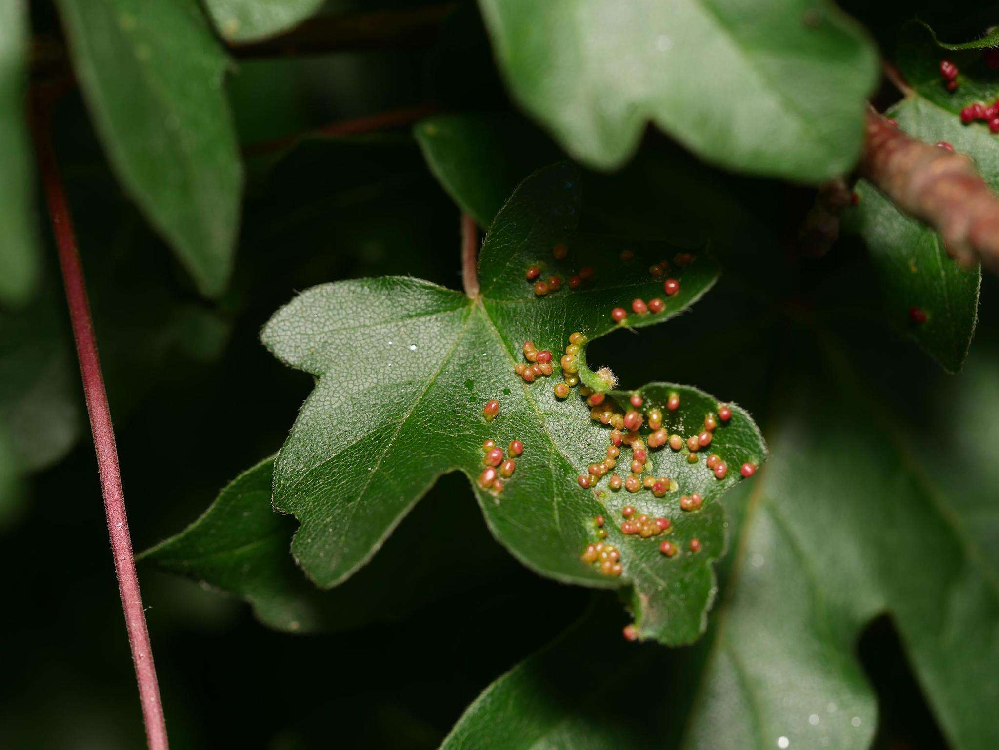 Image of <i>Aceria myriadeum</i>