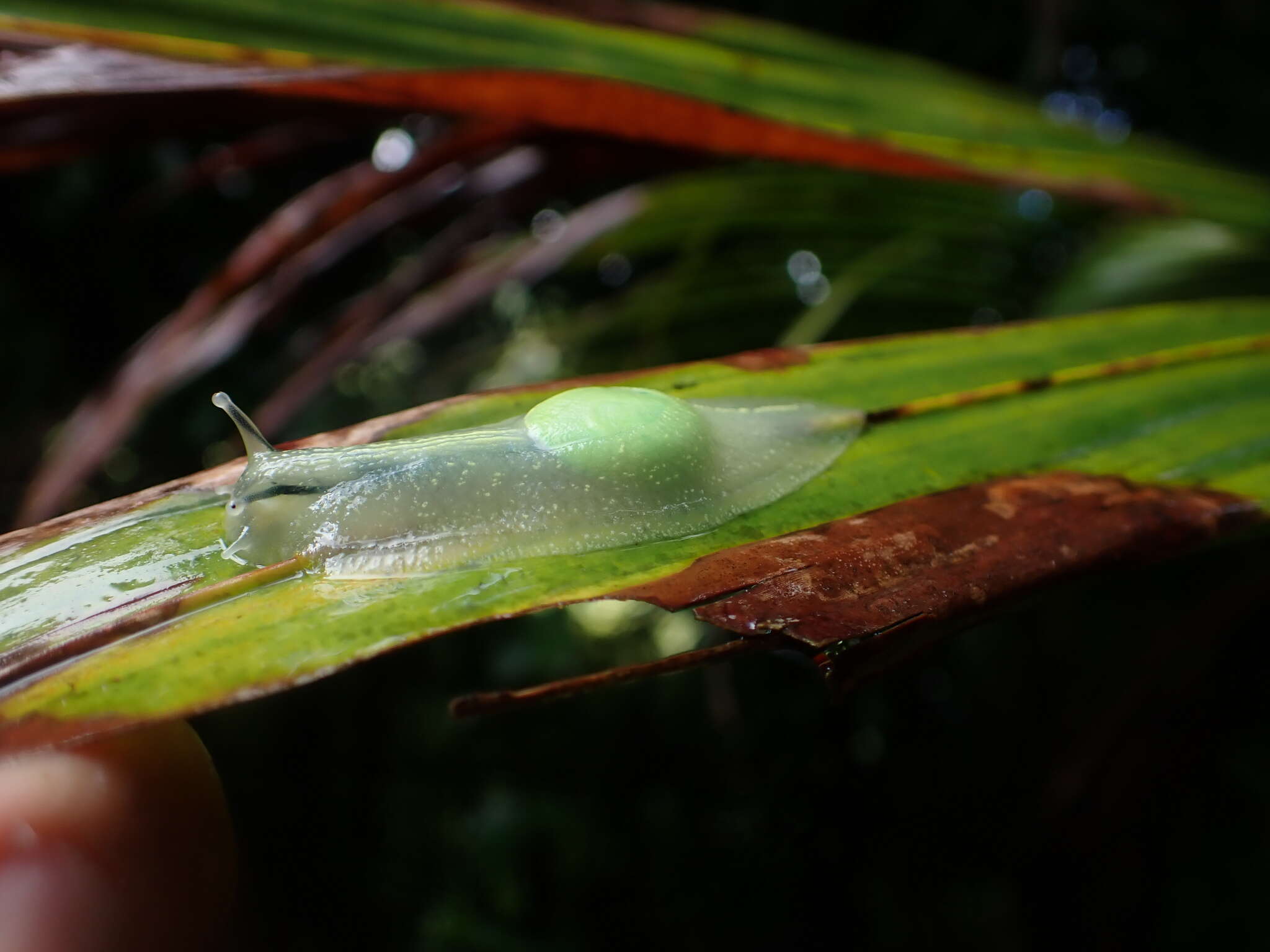 Imagem de <i>Gaeotis nigrolineata</i>