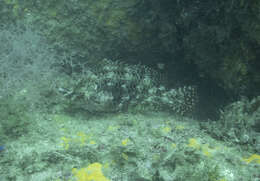 Image of Loosetooth parrotfish