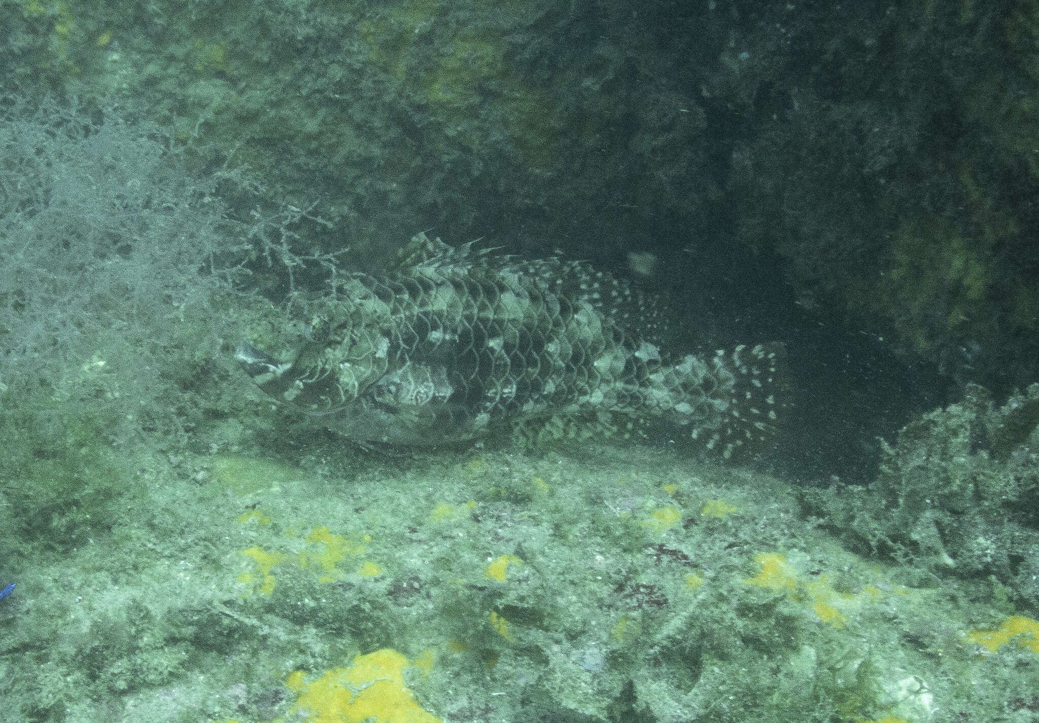 Image of Loosetooth parrotfish