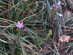 Imagem de Gentianella anisodonta (Borbás) A. & D. Löve