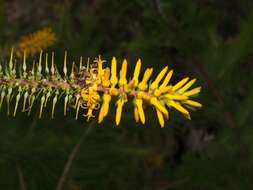 Image of Persoonia pinifolia R. Br.