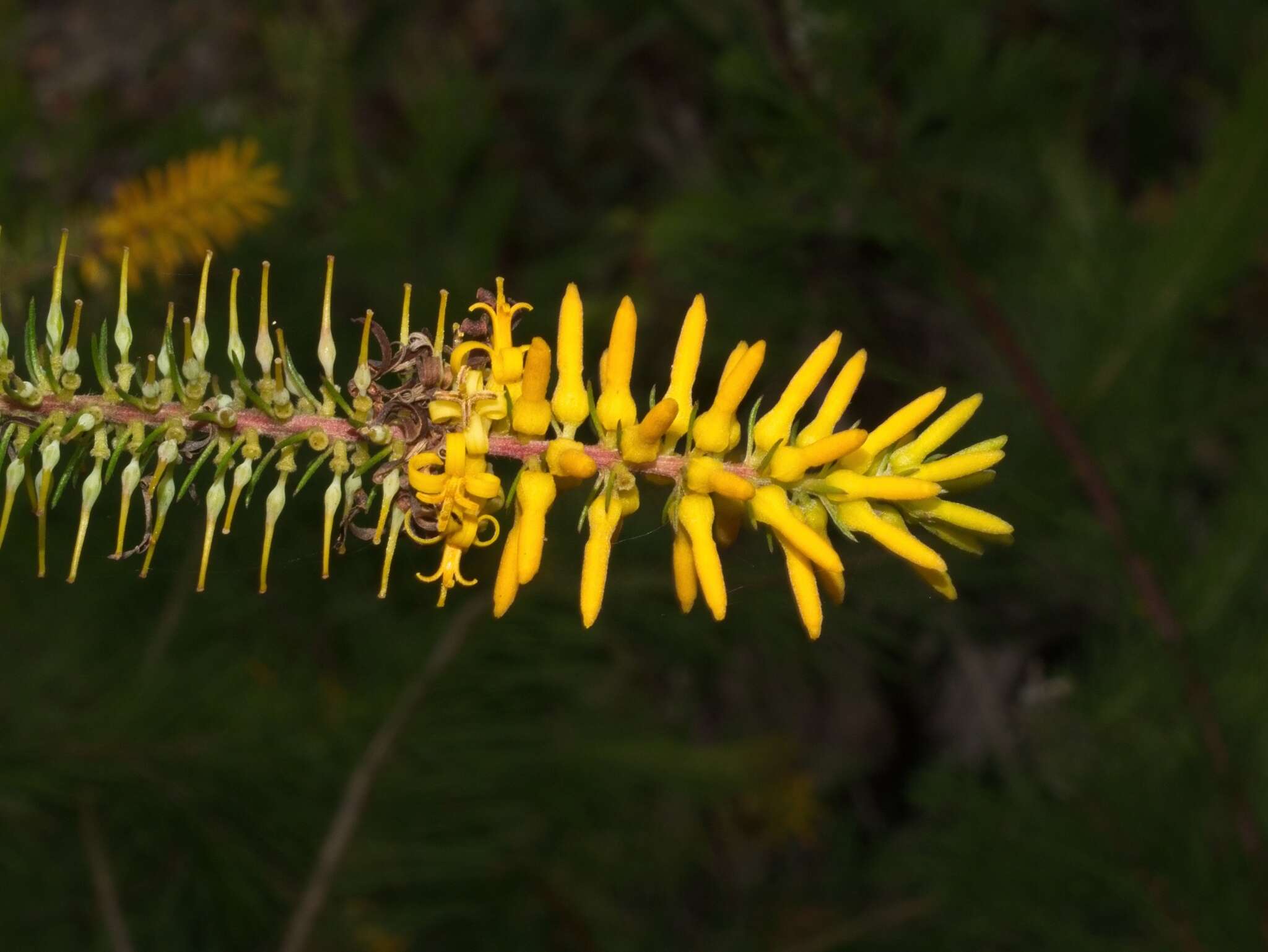 Image of Persoonia pinifolia R. Br.