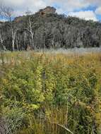 Image of Grevillea acanthifolia A. Cunn.