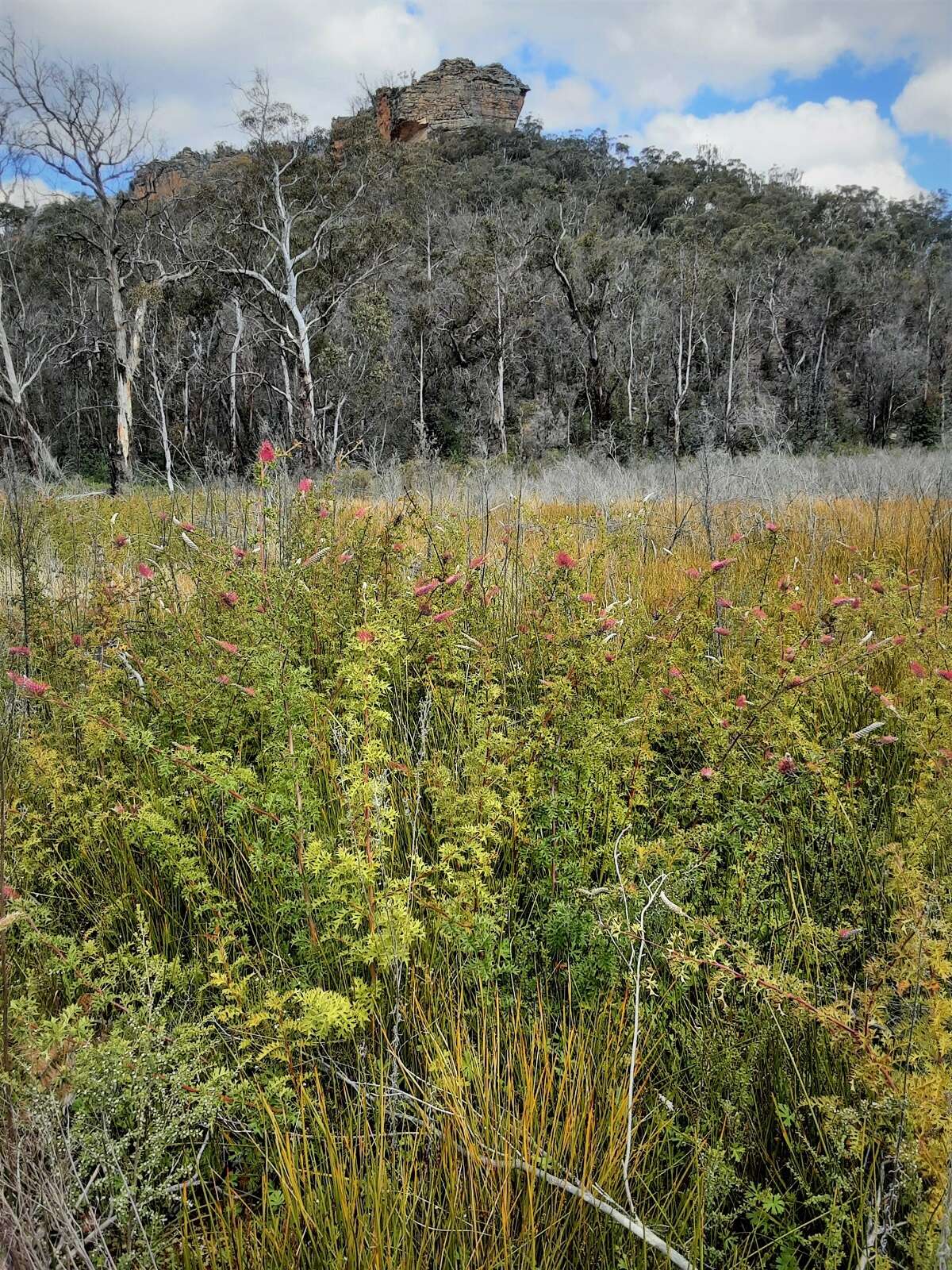 Image of Grevillea acanthifolia A. Cunn.