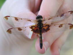 Слика од Celithemis elisa (Hagen 1861)