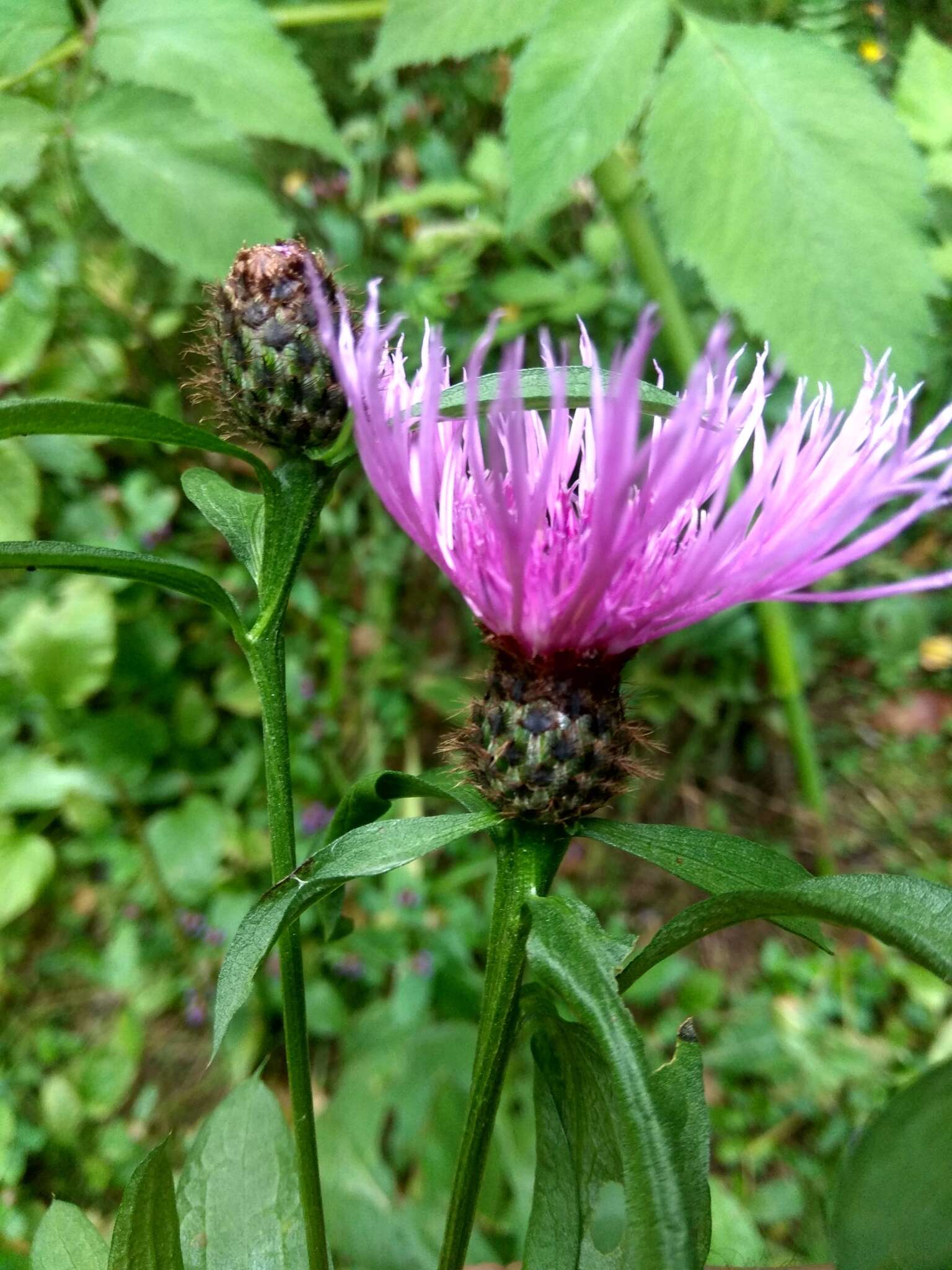 Image of wig knapweed