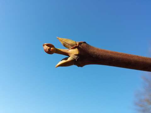 Image de arbre aux pistaches