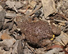 Image of Dendy’s Toadlet