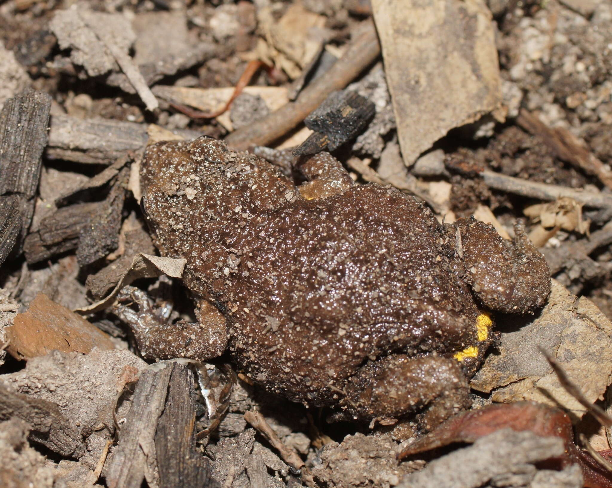 Image of Dendy’s Toadlet