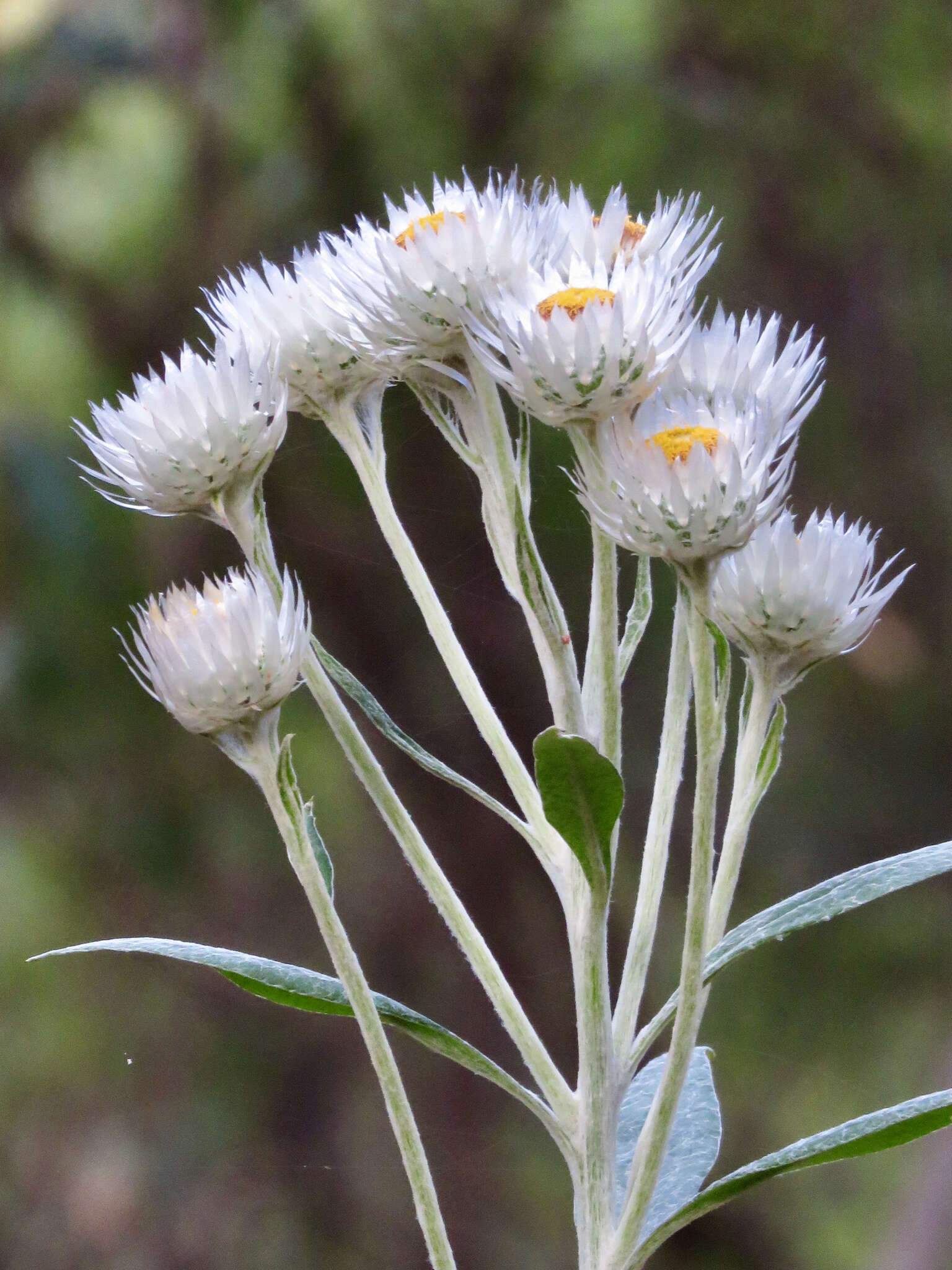 Image of Coronidium elatum (A. Cunn. ex DC.) Paul G. Wilson